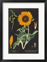 Framed Sunflower Chart