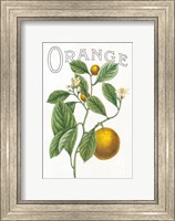 Framed Classic Citrus VI v2