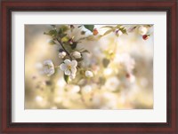 Framed Blush Blossoms I Pastel