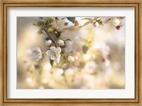 Framed Blush Blossoms I Pastel
