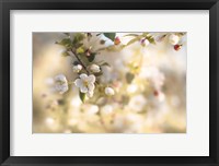 Blush Blossoms I Pastel Framed Print