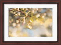 Framed Blush Blossoms II Pastel