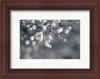 Framed Blush Blossoms II BW