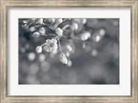 Framed Blush Blossoms II BW
