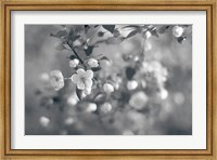 Framed Blush Blossoms I BW