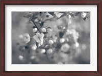 Framed Blush Blossoms I BW