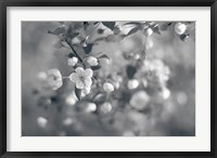 Framed Blush Blossoms I BW