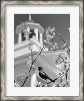 Framed 1950s Robin Perched On Blossoming