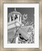 Framed 1950s Robin Perched On Blossoming