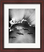 Framed Birds In Sky Flying