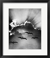 Framed Birds In Sky Flying