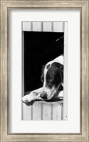 Framed 1930s Hunting Dog Pointer Looking Out Of His Doghouse