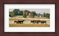 Framed 1990S Group Of Horses Beside White Pasture Fence