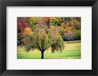 Framed Tree in the Pasture