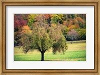 Framed Tree in the Pasture