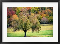 Framed Tree in the Pasture