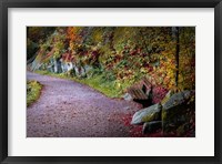 Framed Black Forest Path