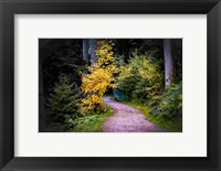 Framed Black Forest Path II