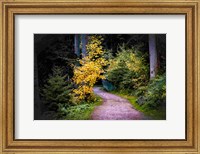 Framed Black Forest Path II