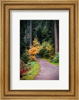 Framed Black Forest Path III