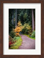 Framed Black Forest Path III