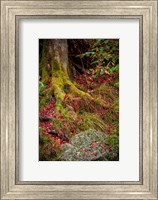 Framed Along the Forest Path