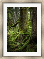 Framed Ancient Forest
