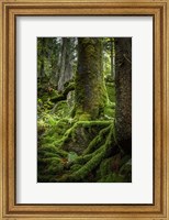 Framed Ancient Forest