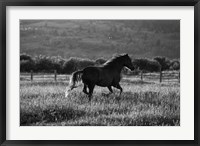 Framed Going Home