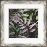 Framed Funky Ferns VI