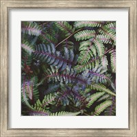 Framed Funky Ferns V