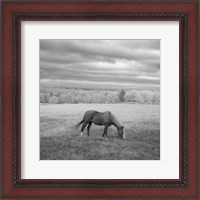Framed Lone Horse