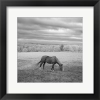 Framed Lone Horse