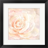 Framed Blush Rose Closeup I