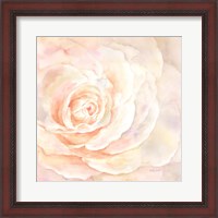 Framed Blush Rose Closeup I