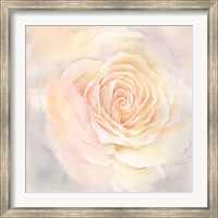 Framed Blush Rose Closeup III