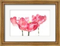 Framed Three Tulips