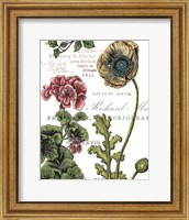 Framed Botanical Postcard Color III