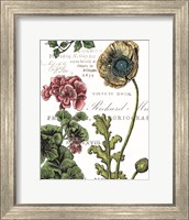 Framed Botanical Postcard Color III