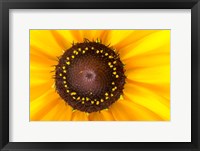 Framed Black Eyed Susan II