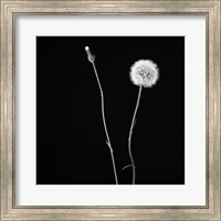 Framed Wish Flower II