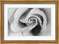Framed Gentle Rose