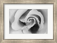 Framed Gentle Rose
