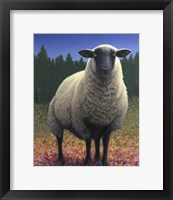 Framed Lost Sheep