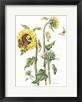 Framed October Sunflower