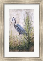 Framed In The Reeds - Blue Heron - B