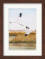 Framed Whooping Cranes - C