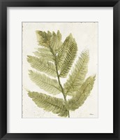 Framed 'Forest Ferns I Antique' border=