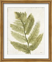 Framed Forest Ferns I Antique
