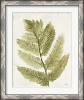 Framed 'Forest Ferns I Antique' border=